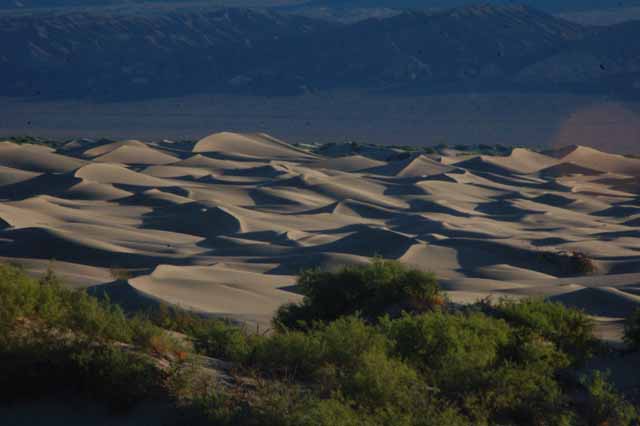 Mesquite sand dunes